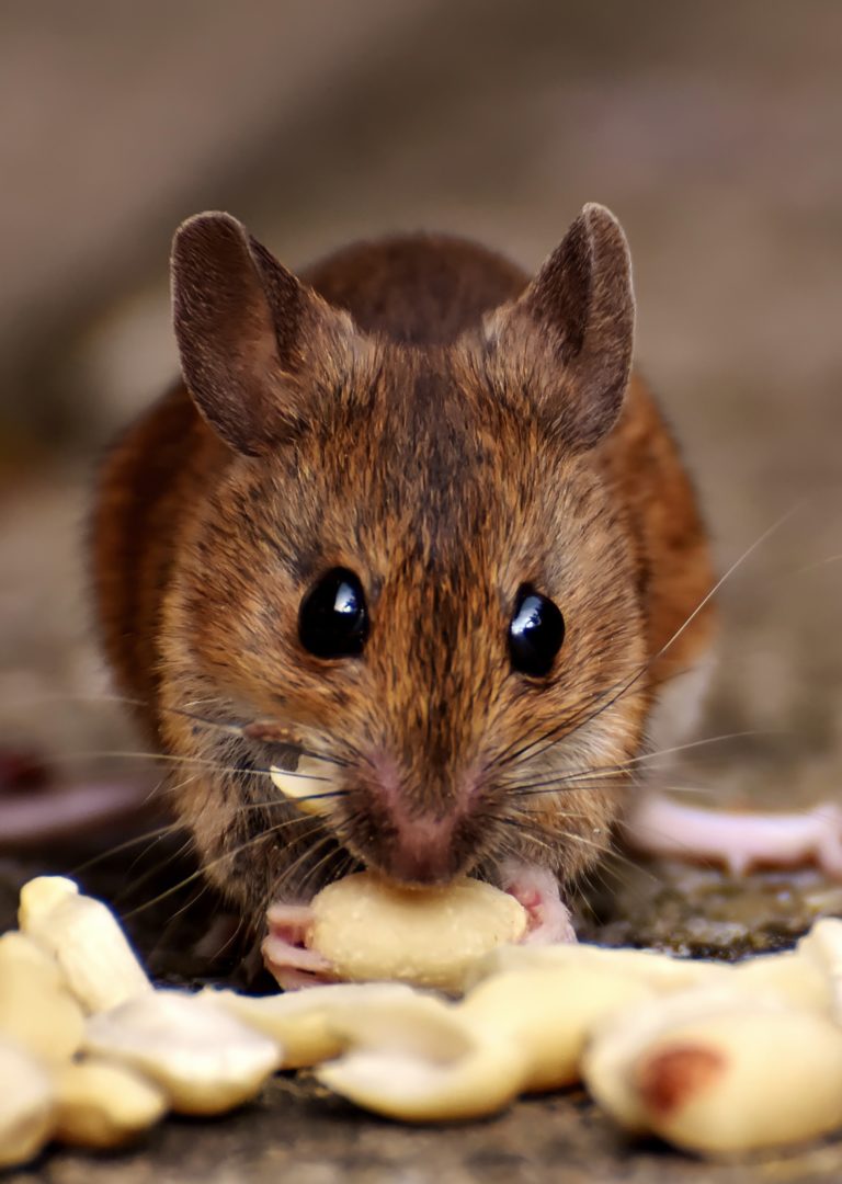 Clean up Mouse Droppings Responsibly | All Star Pest ...