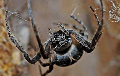 Spider F.A.Q. Answers - Brown Reclusinator - Wichita, KS