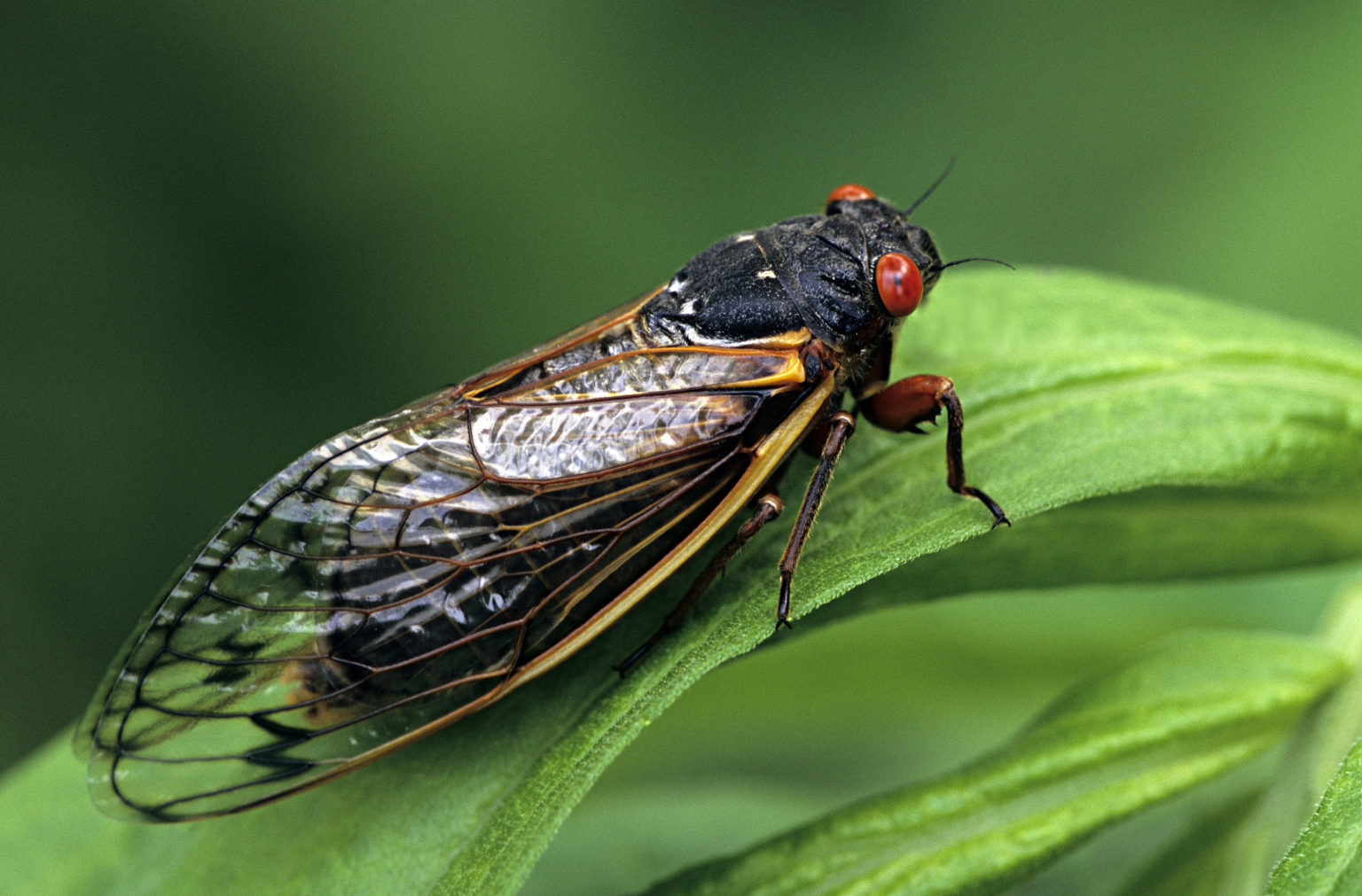 Periodical Cicada, Adult, Magicicada spp. Requires 17 years to complete